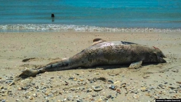 Науковці національного природного парку «Тузлівські лимани», від початку війни на відтинку у 5 км узбережжя Одещини знайшли 35 мертвих дельфінів